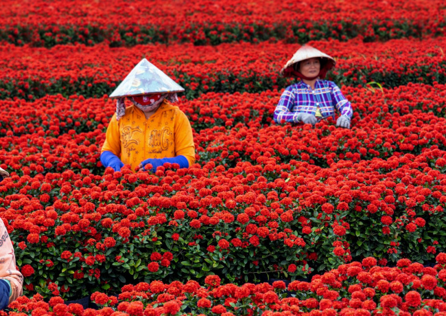Khai mạc Festival Hoa Kiểng Sa Đéc 2023 lần thứ I