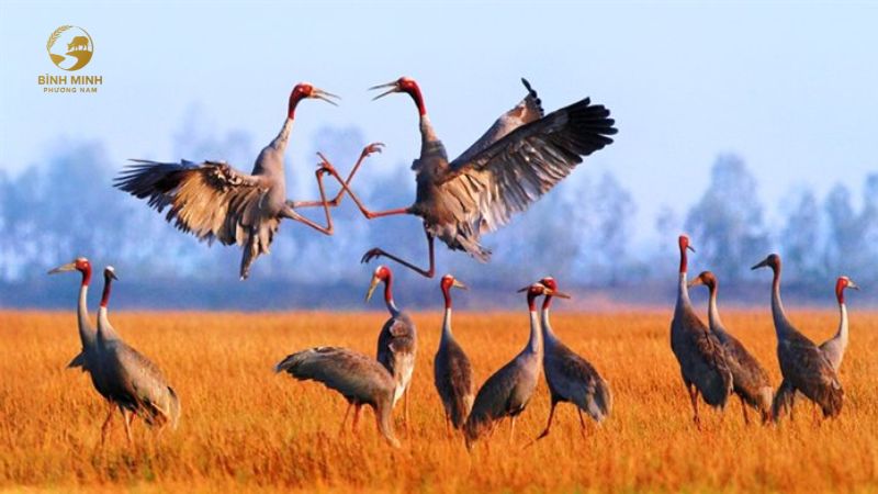 TOUR ĐẤT SEN HỒNG – TRÀM CHIM – GÒ THÁP